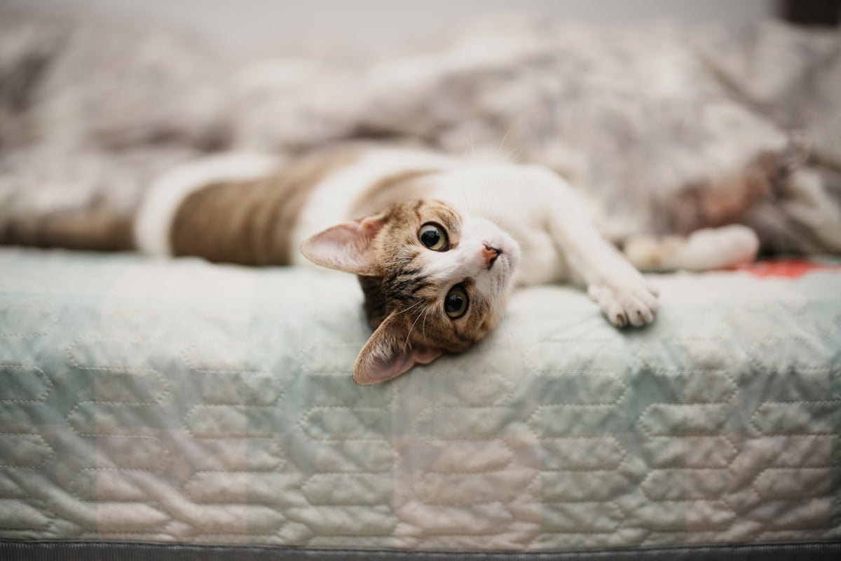 a cat laying on top of a bed on top of a blanket